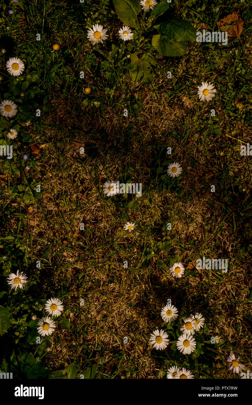 L'Europa, Italia, Menaggio, Lago di Como, una chiusura di un giardino fiorito Foto Stock