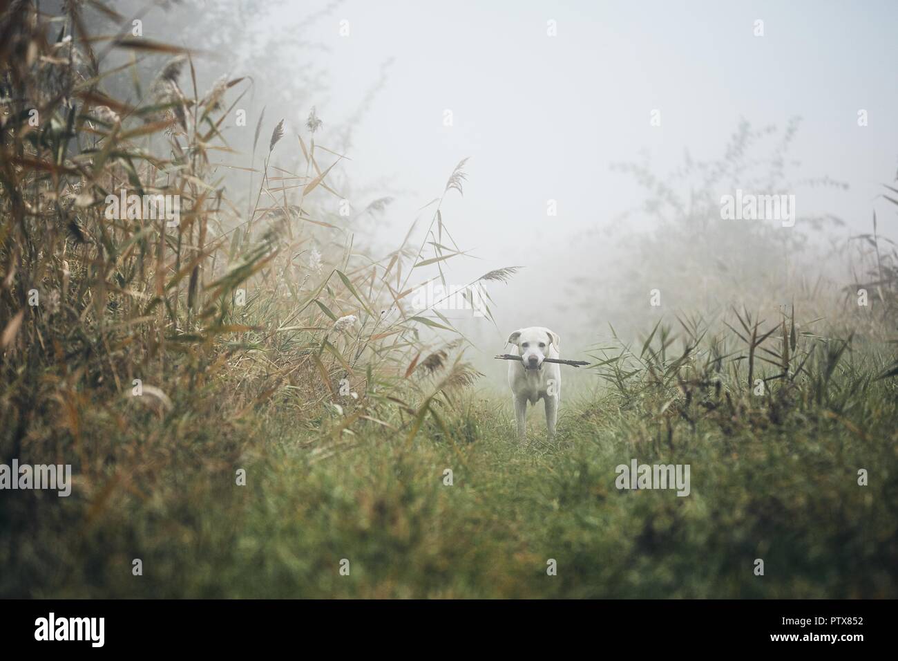 Cane in cupo nebbia. Triste labrador retriever con bastone in bocca sul prato in autunno. Foto Stock