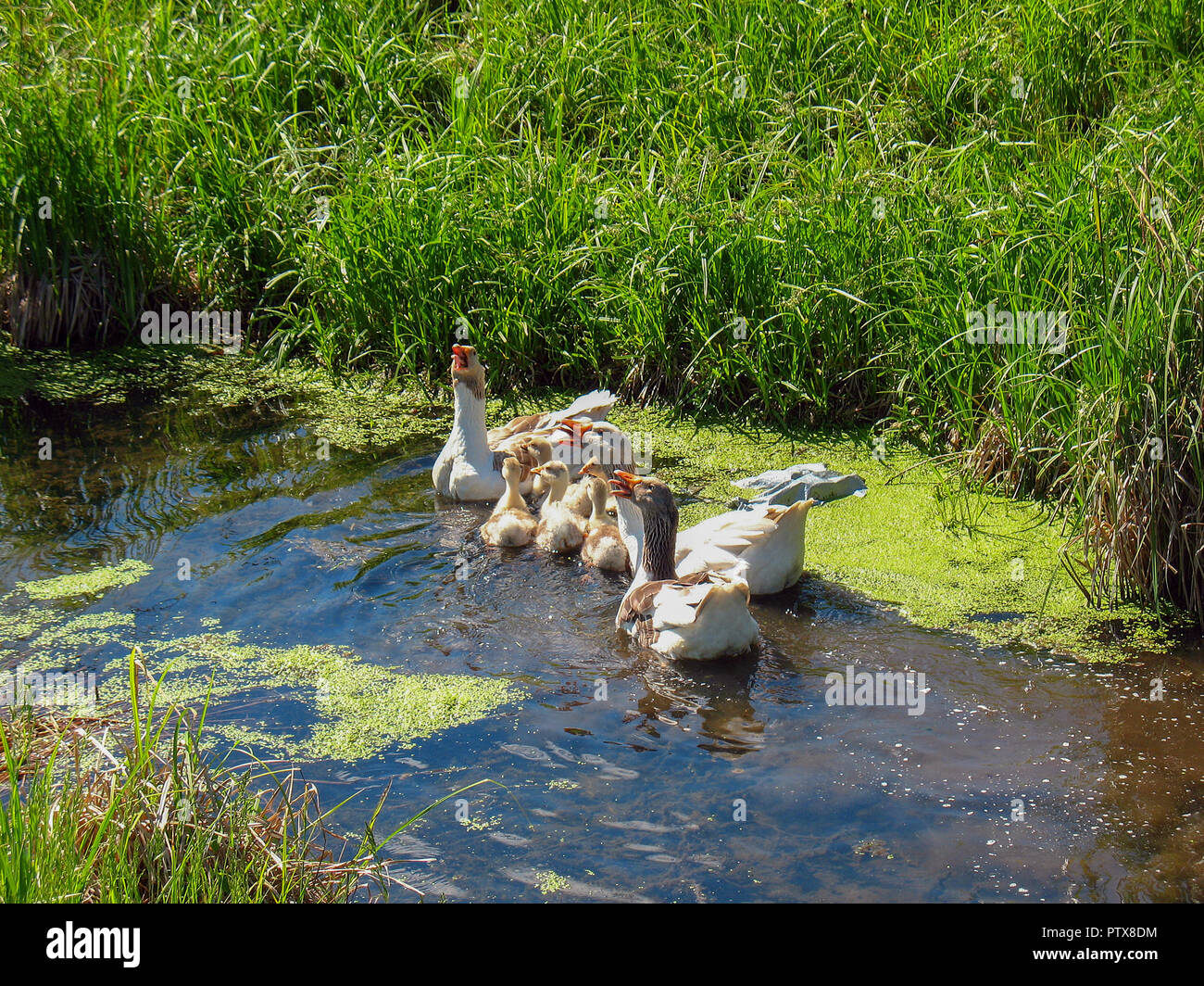 Covata di oche cackling in un piccolo stagno. Foto Stock