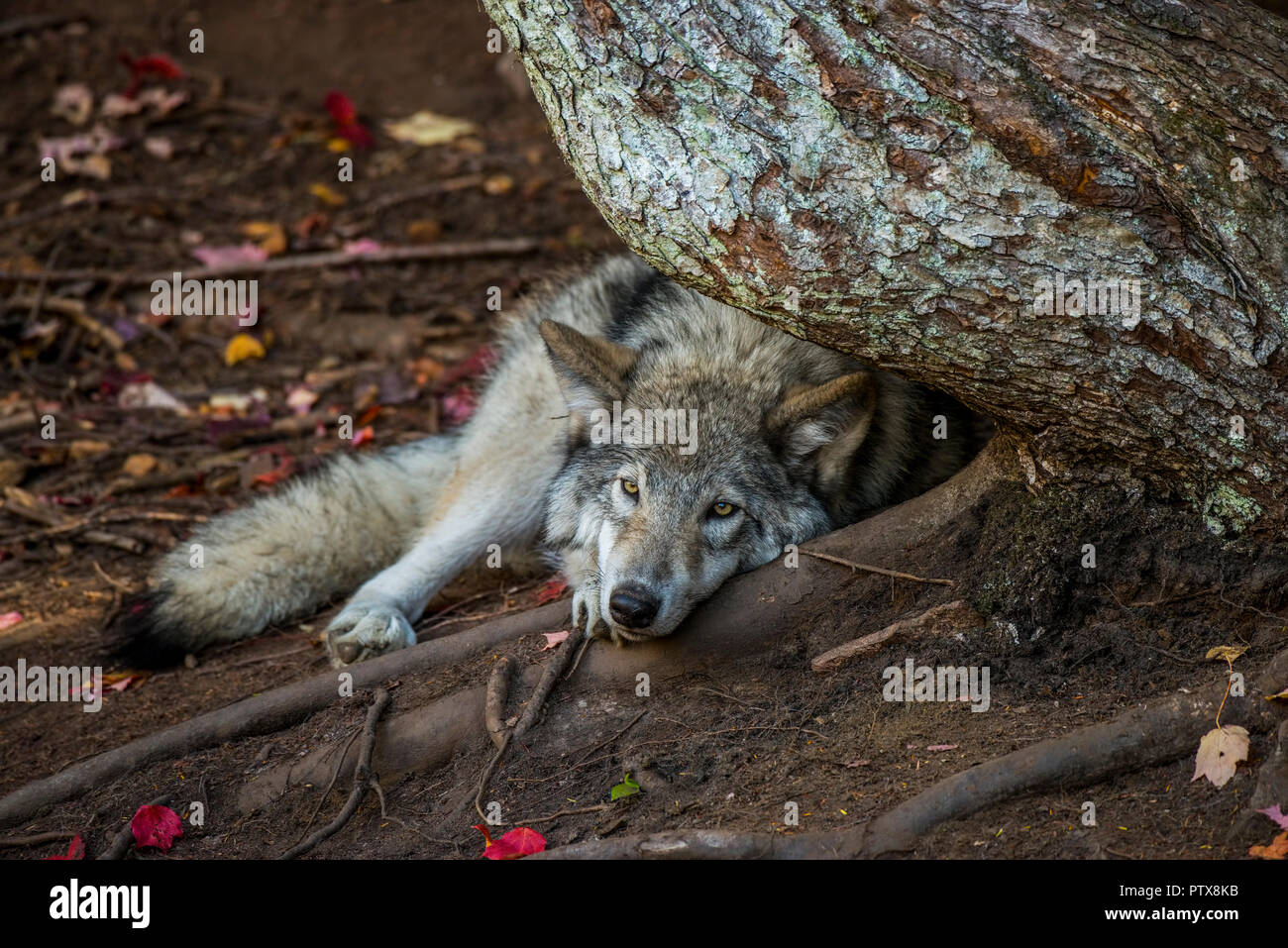 Un grigio o Timber Wolf è sdraiato utilizzando una radice come un cuscino. Foto Stock