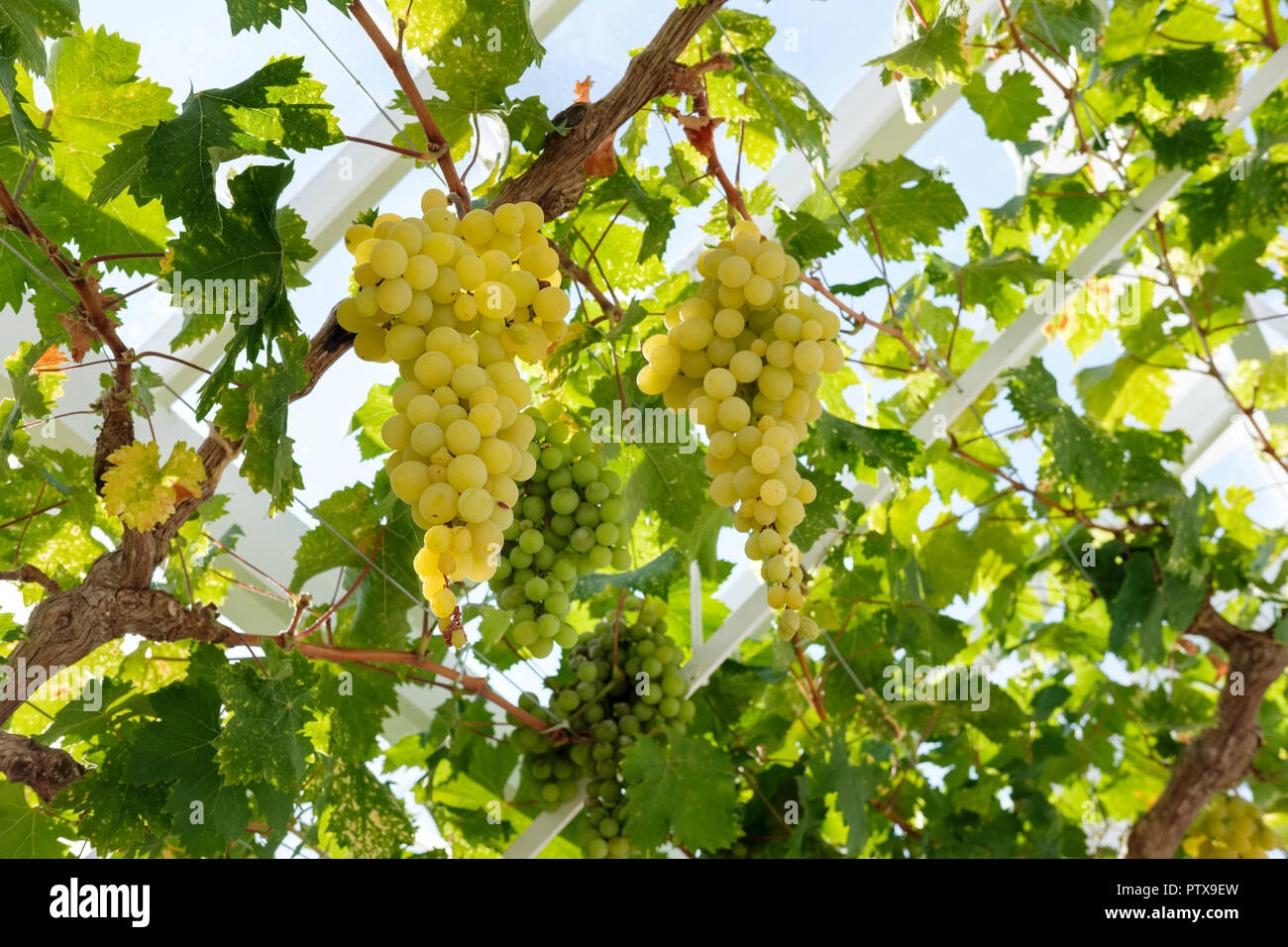 Tavolo verde uva (Vitis vinifera) appesi dal vitigno in una serra, Sussex, England, Regno Unito Foto Stock