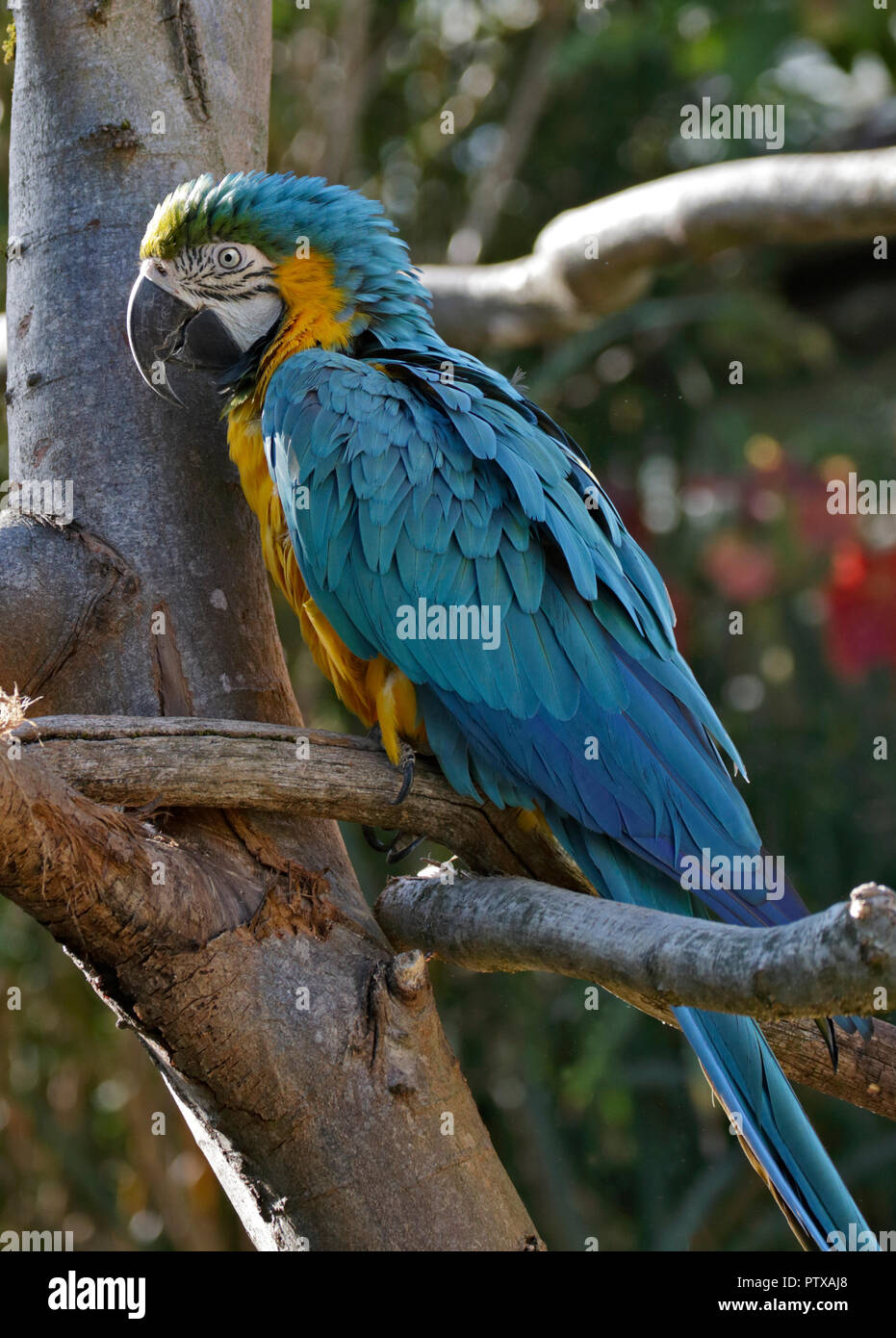 Blu e Giallo Macaw (ara ararauna) Foto Stock