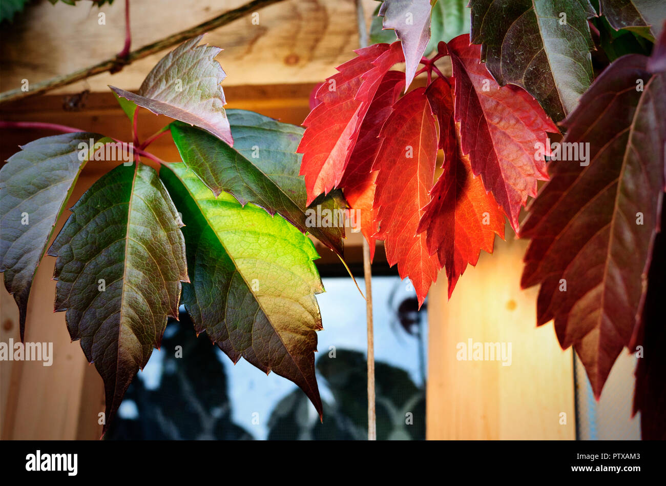 Bright Foglie di uva selvatica, close up Foto Stock