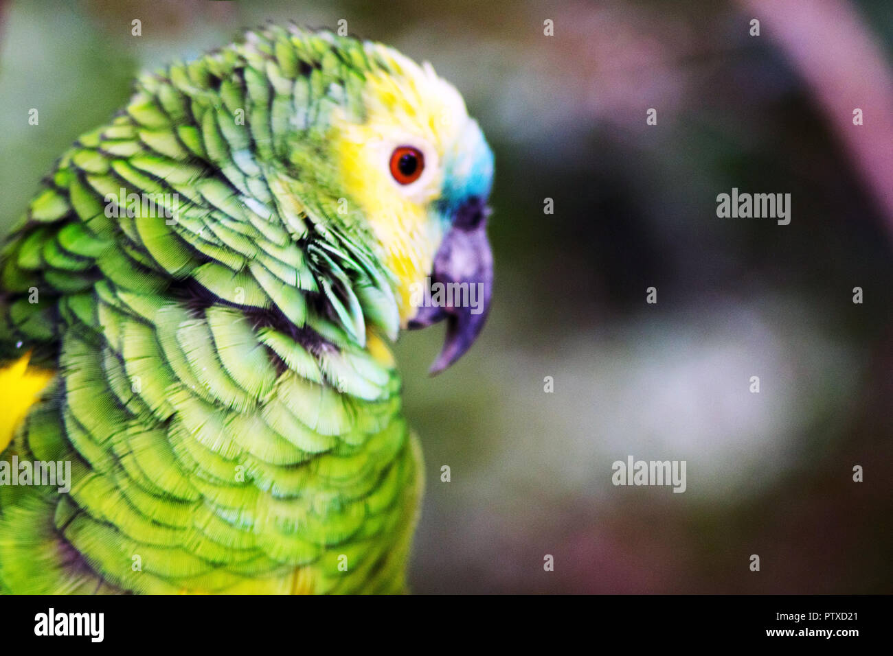 Ritratto di un Yellow-Crowned Amazon Parrot bird Foto Stock