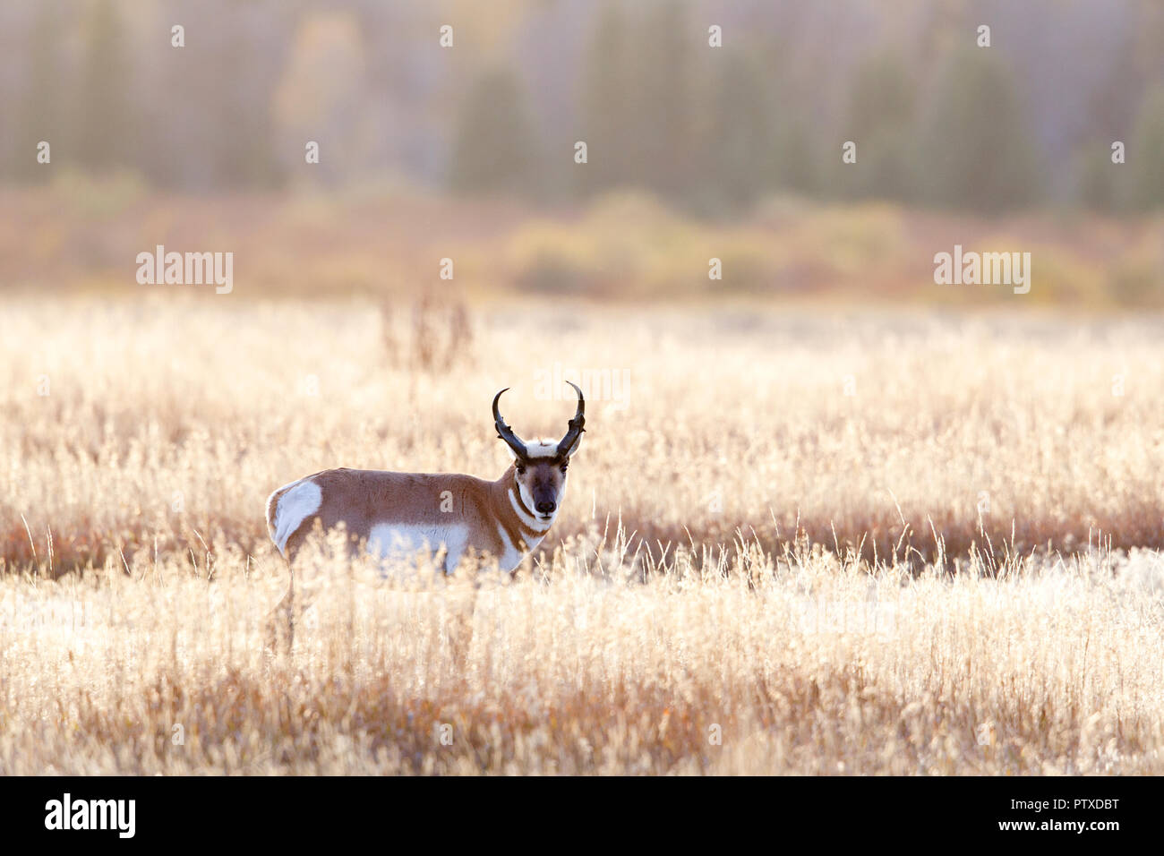 Pronghorn Antelope Buck Foto Stock