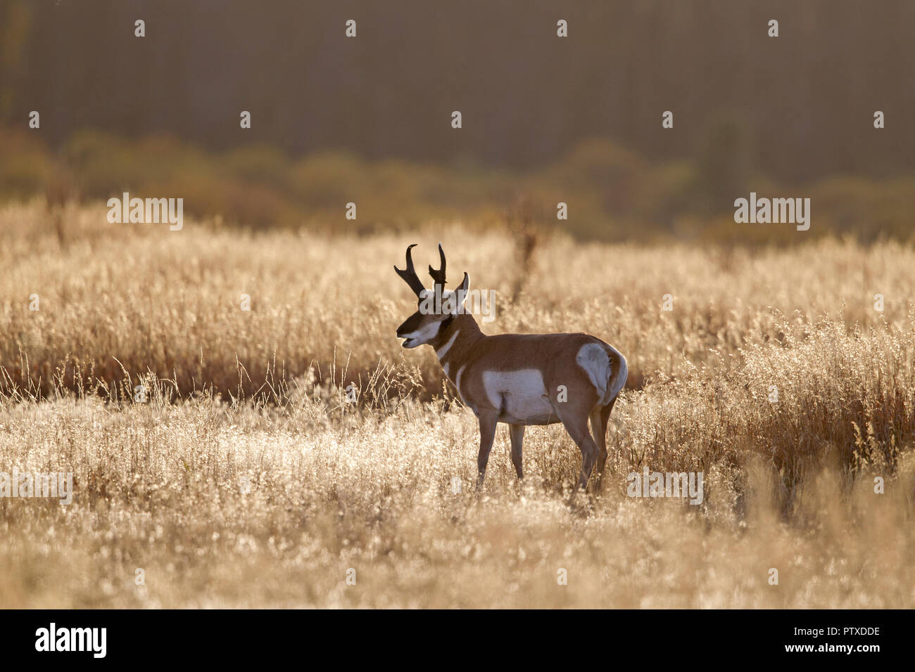 Pronghorn Antelope Buck Foto Stock