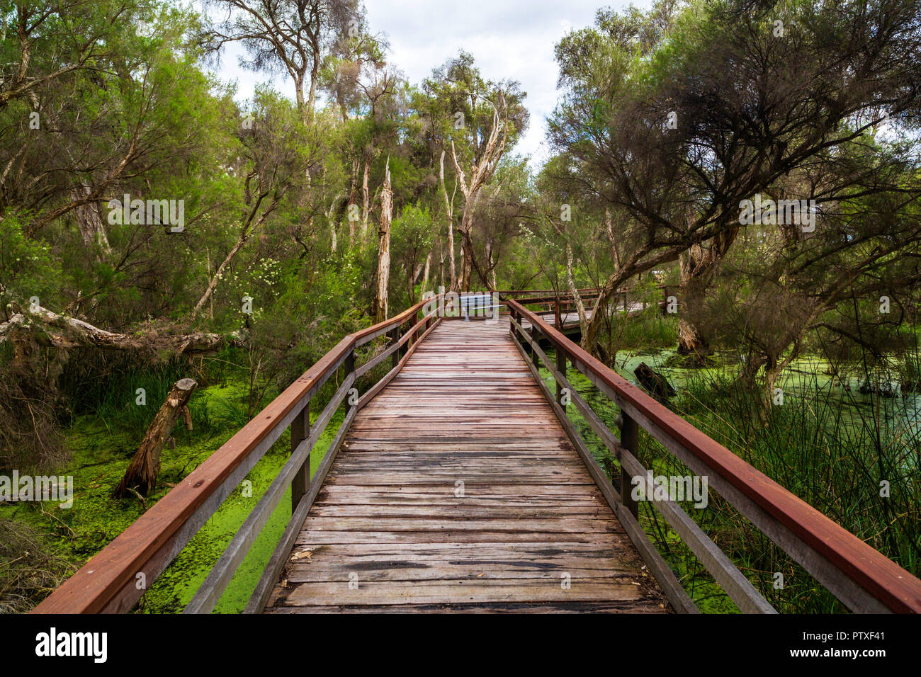 Il Boardwalk attraverso la palude di corteccia di carta (Melaleuca rhaphiophylla ) zone umide nel Sir James Mitchell Park nel sud di Perth, Western Australia. Foto Stock