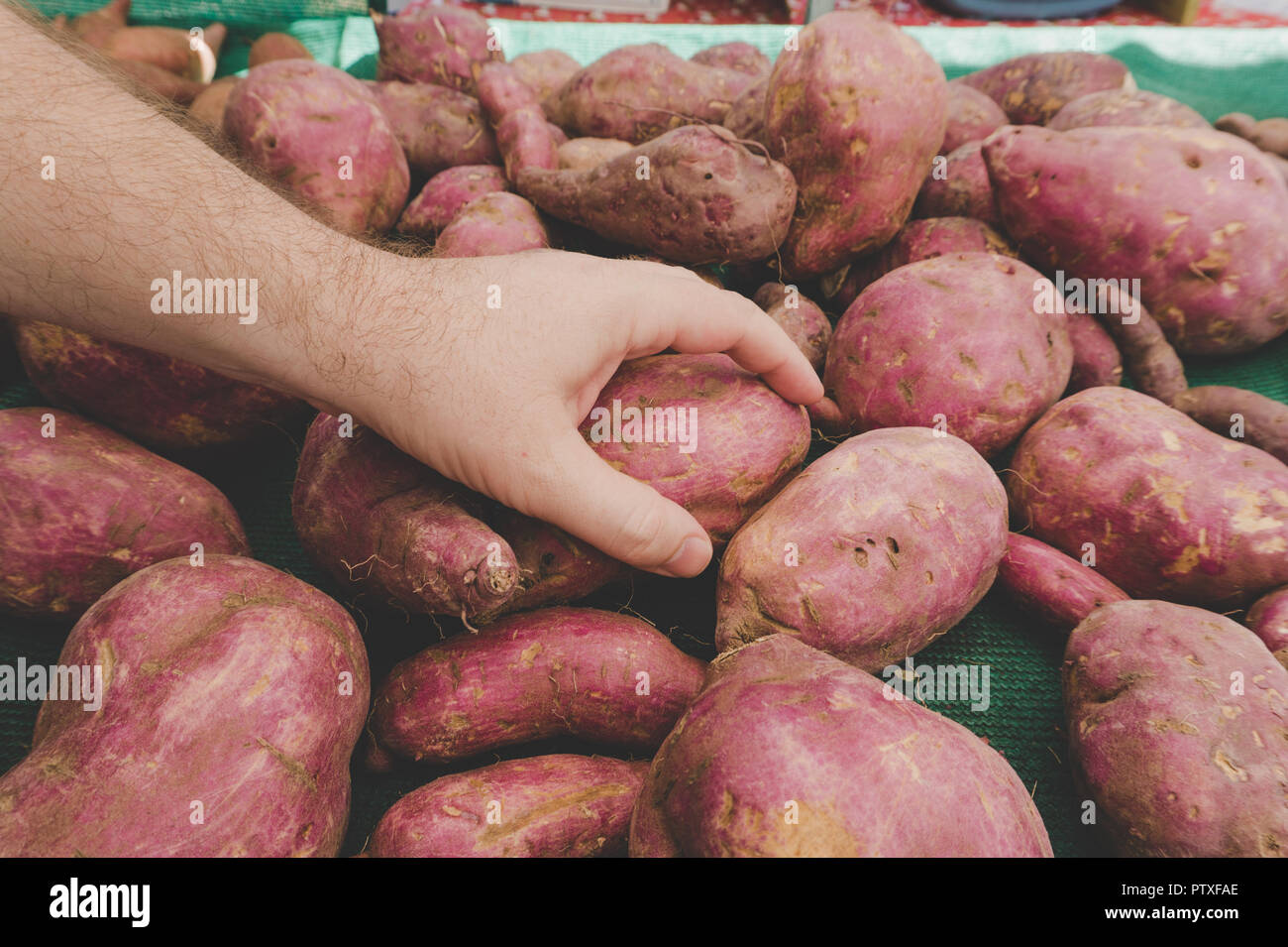 Close-up di mano d'uomo scegliendo i migliori patate dolci al mercato agricolo. Farm-to-tabella chef Foto Stock