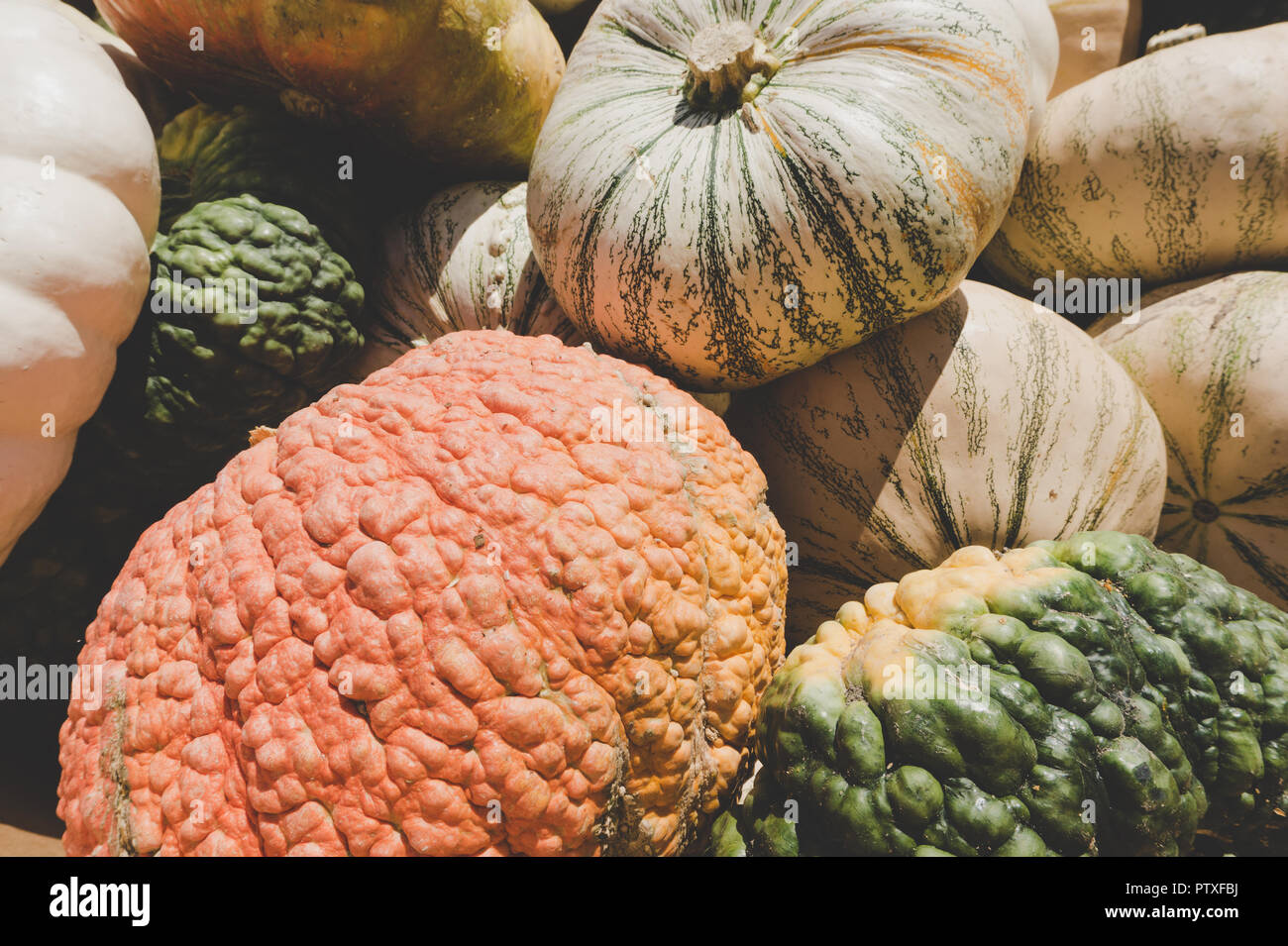 Close-up di molte belle zucche e zucche in naturale luce autunnale. Perfetto per caduta/autunno umore Foto Stock
