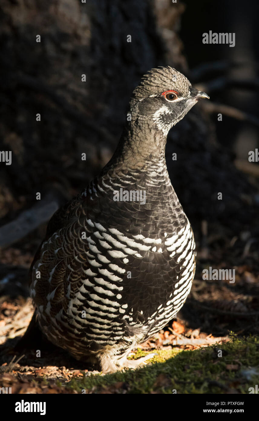 Spruce Grouse; autunno; il Parco Nazionale di Denali; Alaska Foto Stock