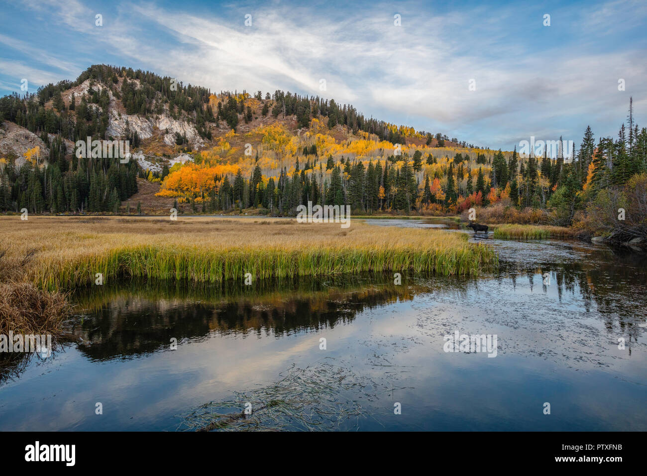 Lago d'argento con la caduta delle foglie e alci, Brighton, grandi pioppi neri americani Canyon, Montagne Wasatch, Utah Foto Stock