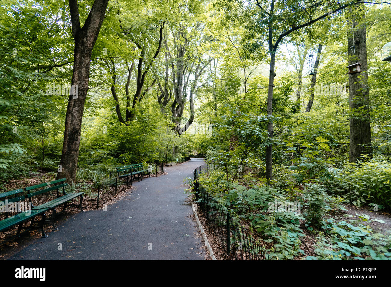 Il sentiero circondato da alberi di Central Park di New York City Foto Stock