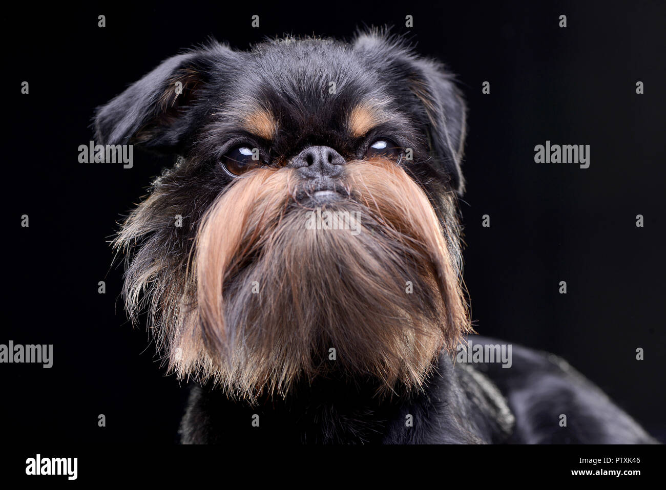 Ritratto di un adorabile Griffon Bruxellois - isolato su sfondo nero. Foto Stock