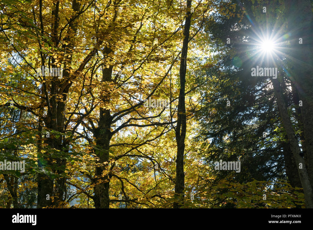 Bosco in autunno colori con la caduta delle foglie e il sole splende sullo sfondo del paesaggio Foto Stock
