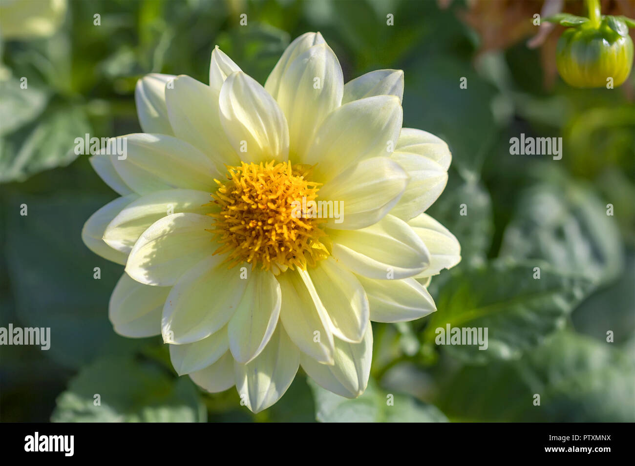 Close-up di bianco Fiore Dahlia nel giardino. Foto Stock