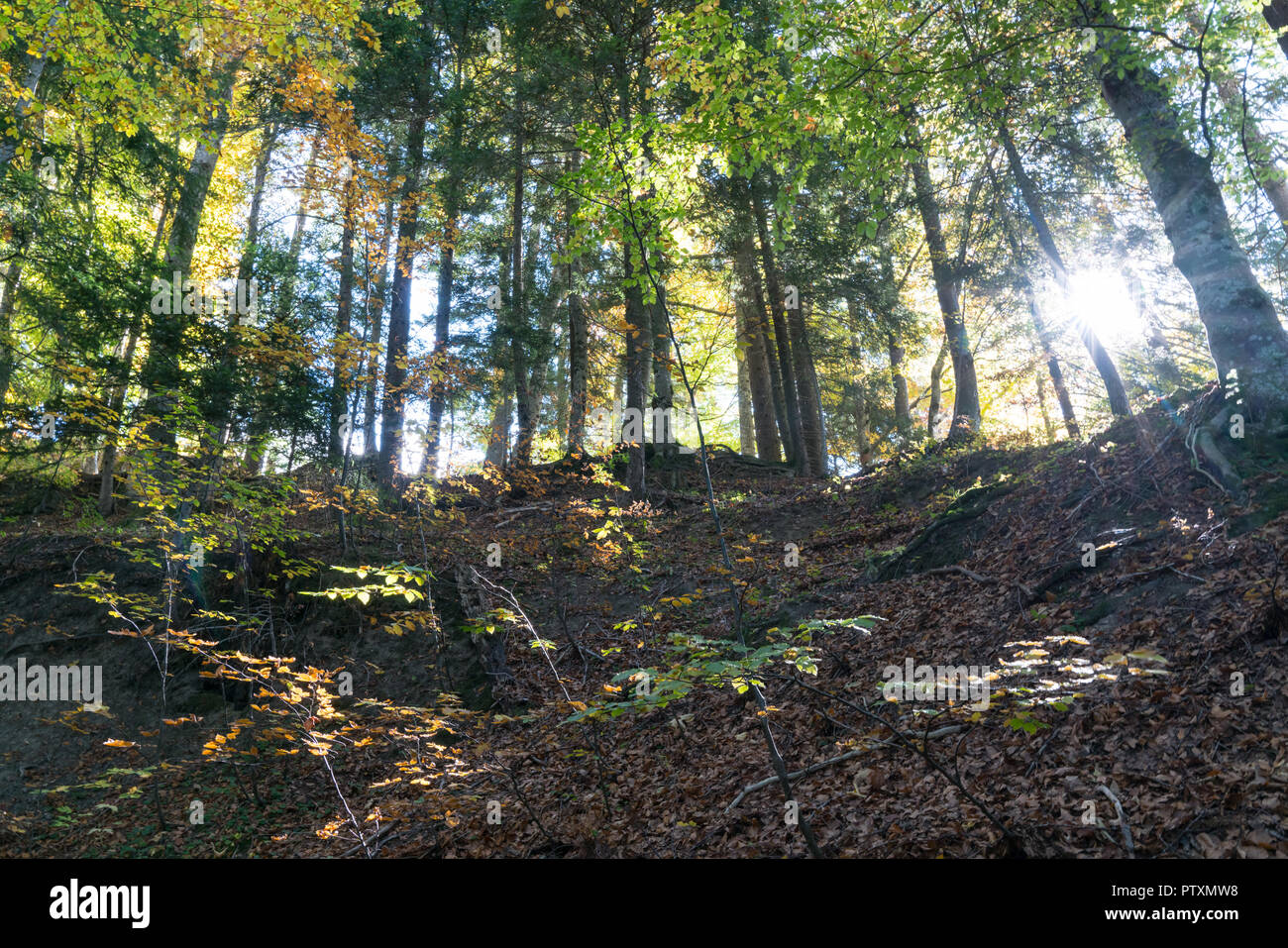Bosco in autunno colori con la caduta delle foglie e il sole splende sullo sfondo del paesaggio Foto Stock