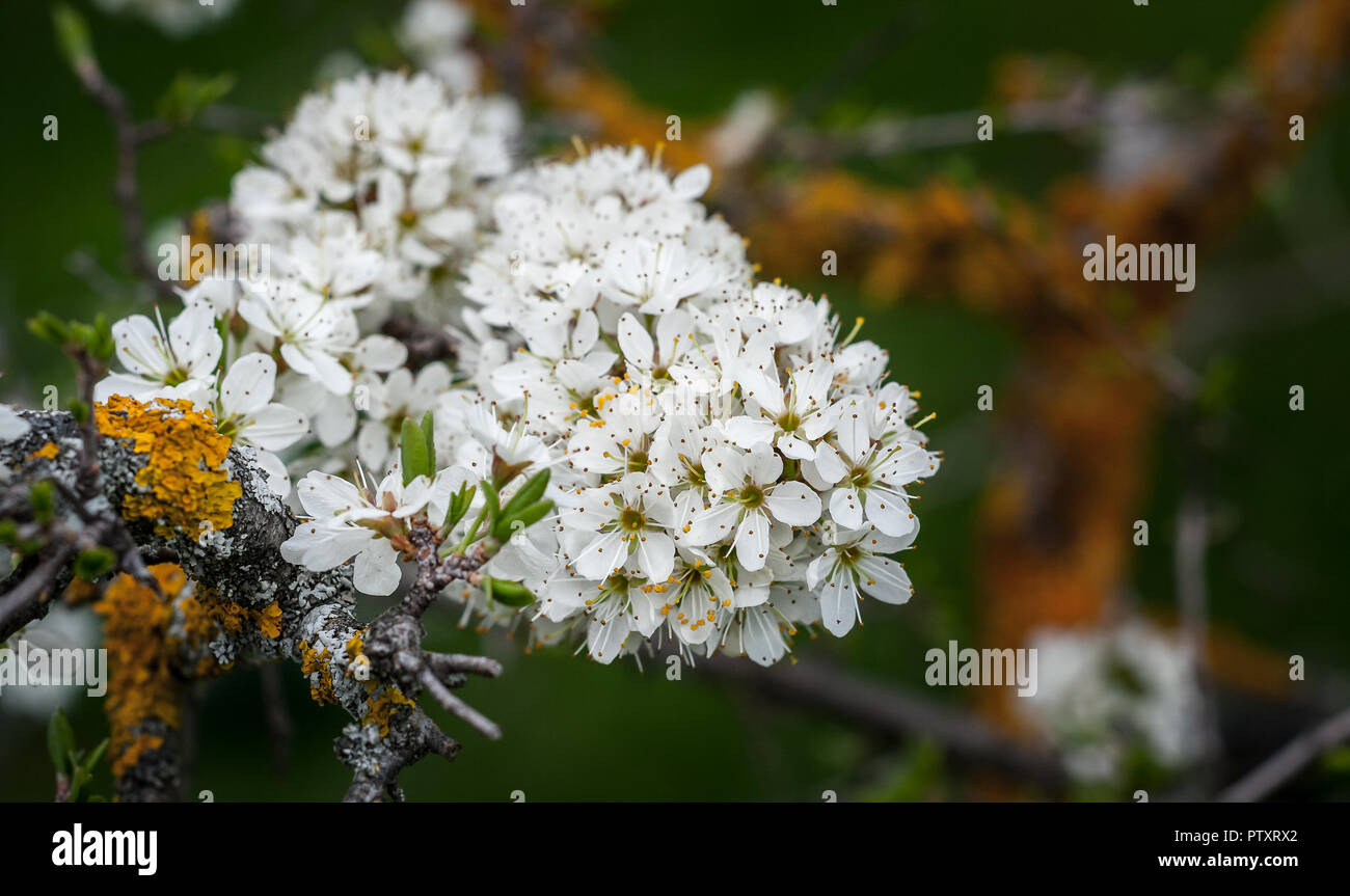 White Oak tree fiori primavera fioriscono close up con fogliame verde e giallo licheni in background Foto Stock