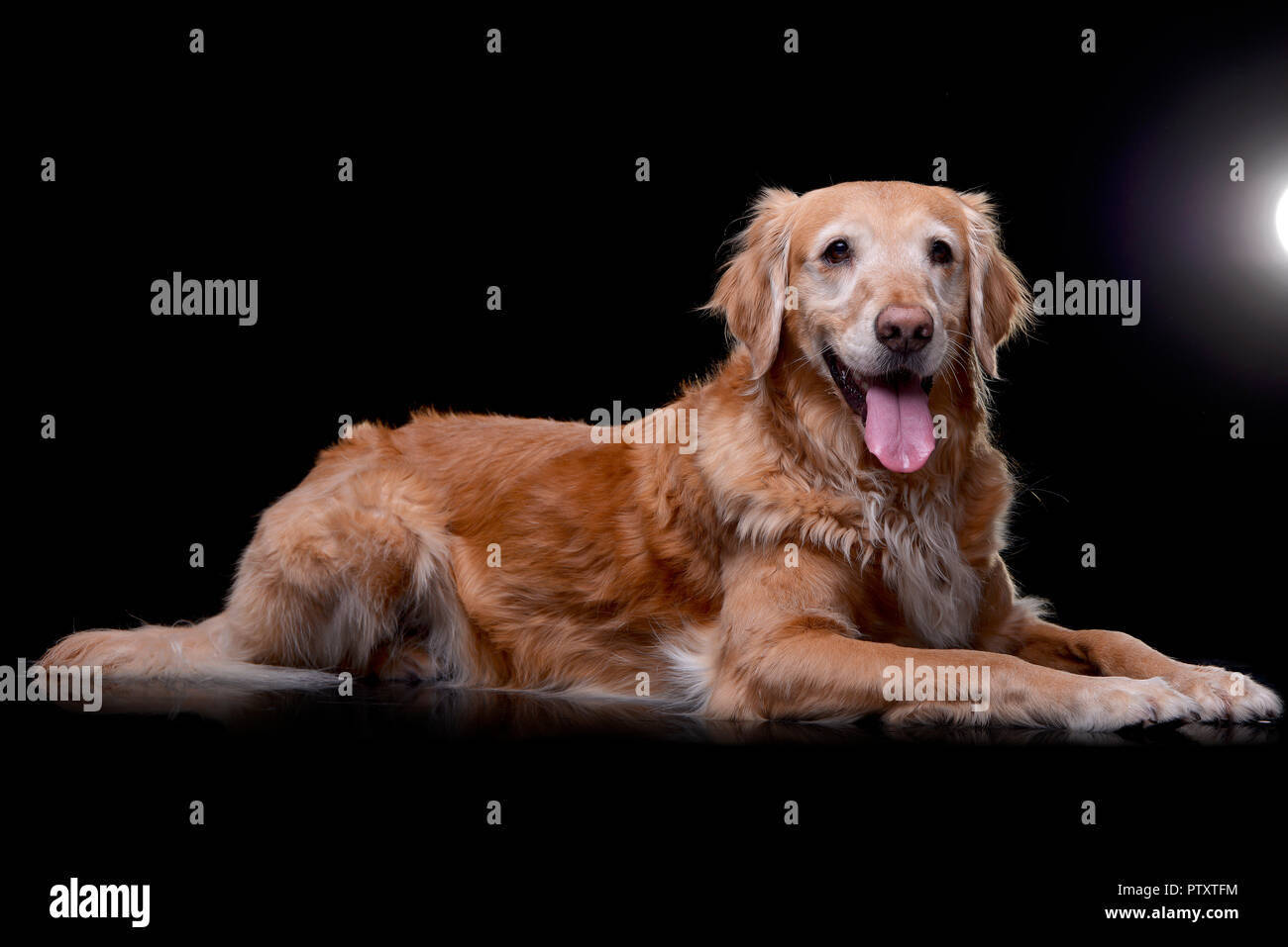 Studio shot di un adorabile golden retriever giacente su sfondo nero. Foto Stock