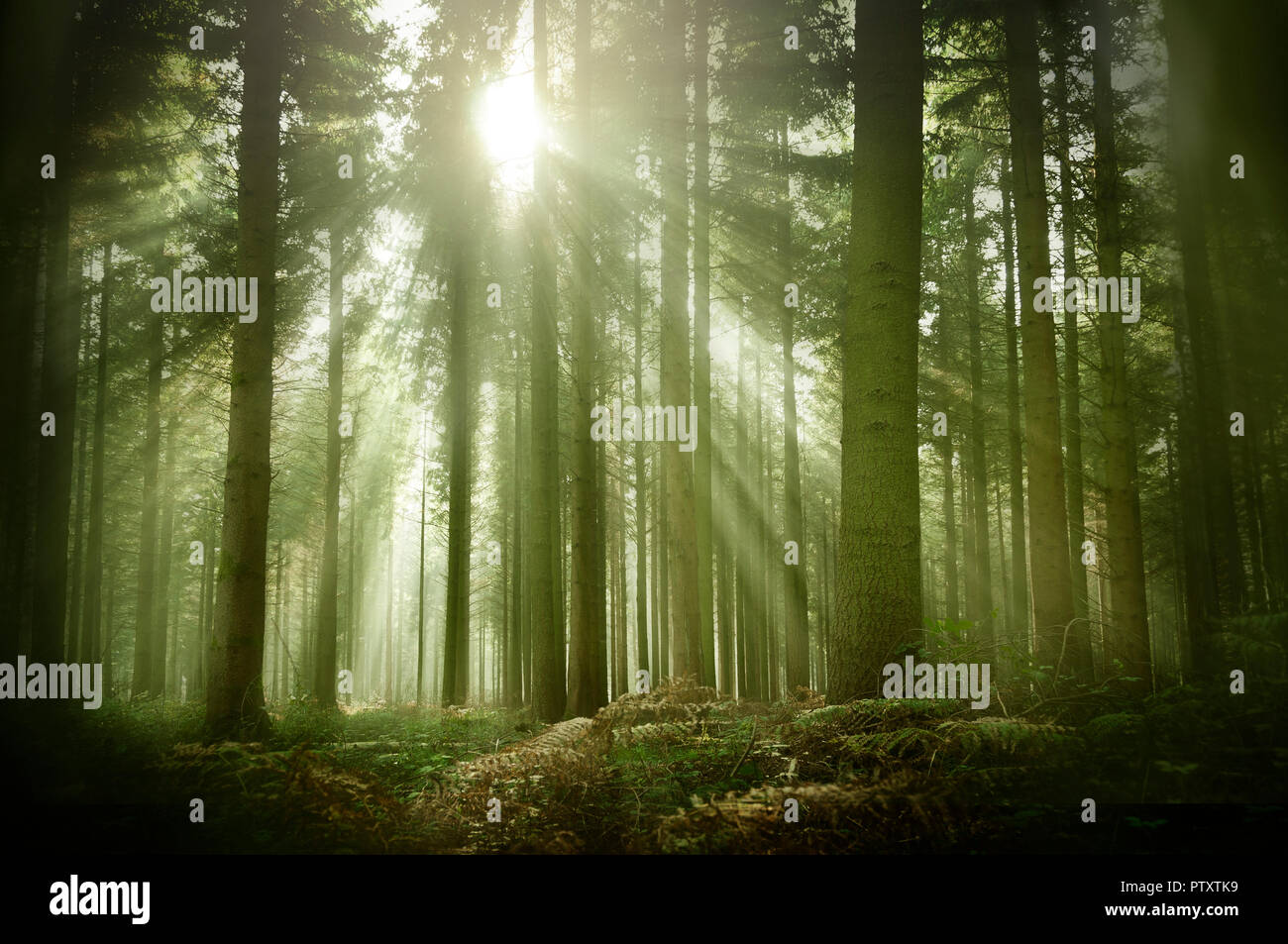 Un vecchio legno misty pineta su un tardo pomeriggio autunnale con caldi raggi solari illuminano la zona. Foto Stock