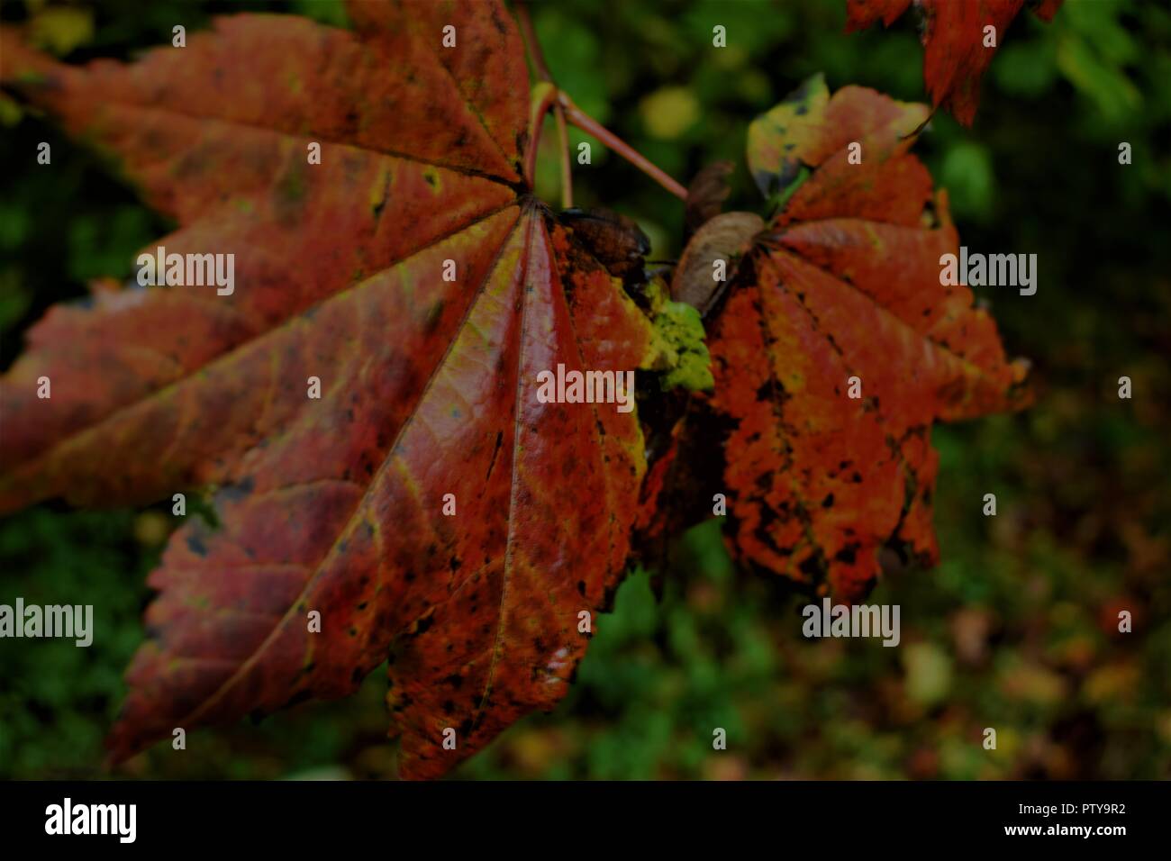 I colori autunnali abbondano in foglie di autunno Foto Stock