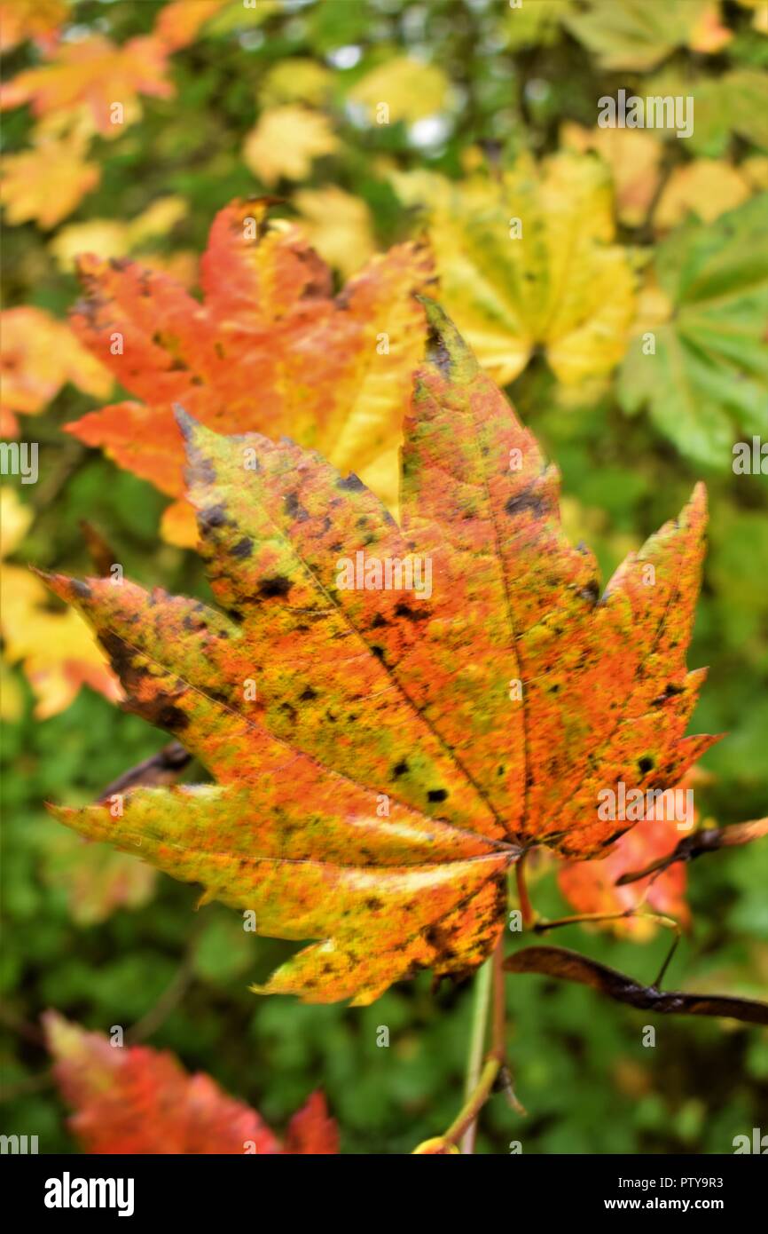 I colori autunnali abbondano in foglie di autunno Foto Stock
