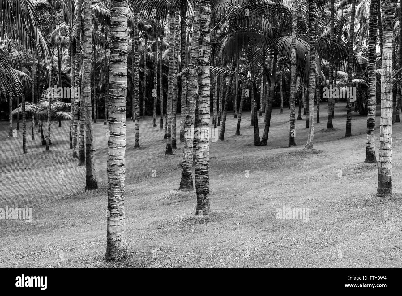 Palm tree trunks Washingtonia robusta (ventola messicano palm o messicano washingtonia). Sfondo. In bianco e nero. Foto Stock