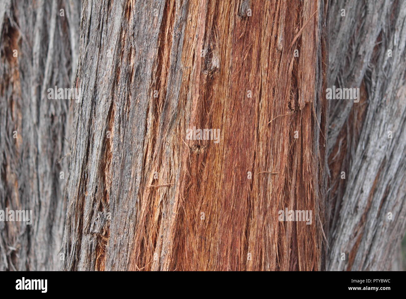 Eucalipto macrorhyncha o rosso trunk stringybark vicino fino alla Australian National Botanical Gardens, Canberra Foto Stock