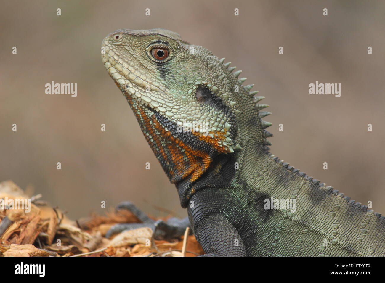 Acqua orientale Dragon a prendere il sole in Australian National Botanic Gardens, Canberra, Australia. Foto Stock