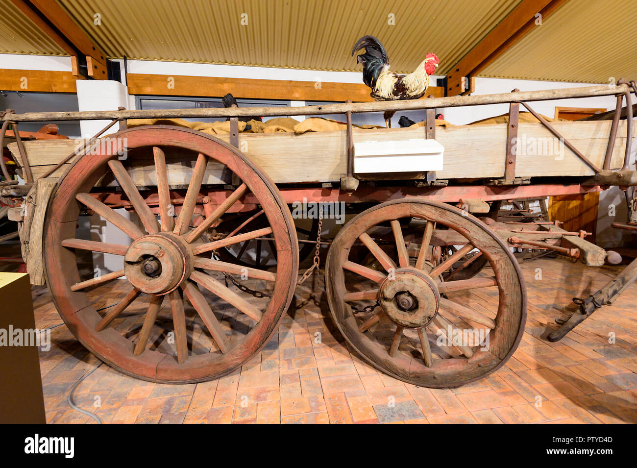 Carro cavalli sul display al Cobb & Co Museum di Toowoomba, Sud del Queensland, QLD, Australia Foto Stock
