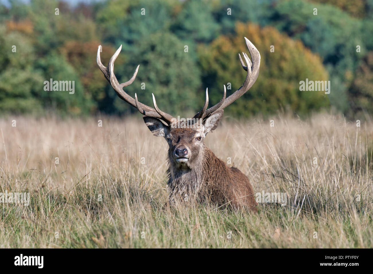 Un royal Red Deer stag giace pigramente sull'erba sotto la luce diretta del sole. Si tratta di guardare avanti e mostra chiaramente la sua dettagliata palchi e denti Foto Stock