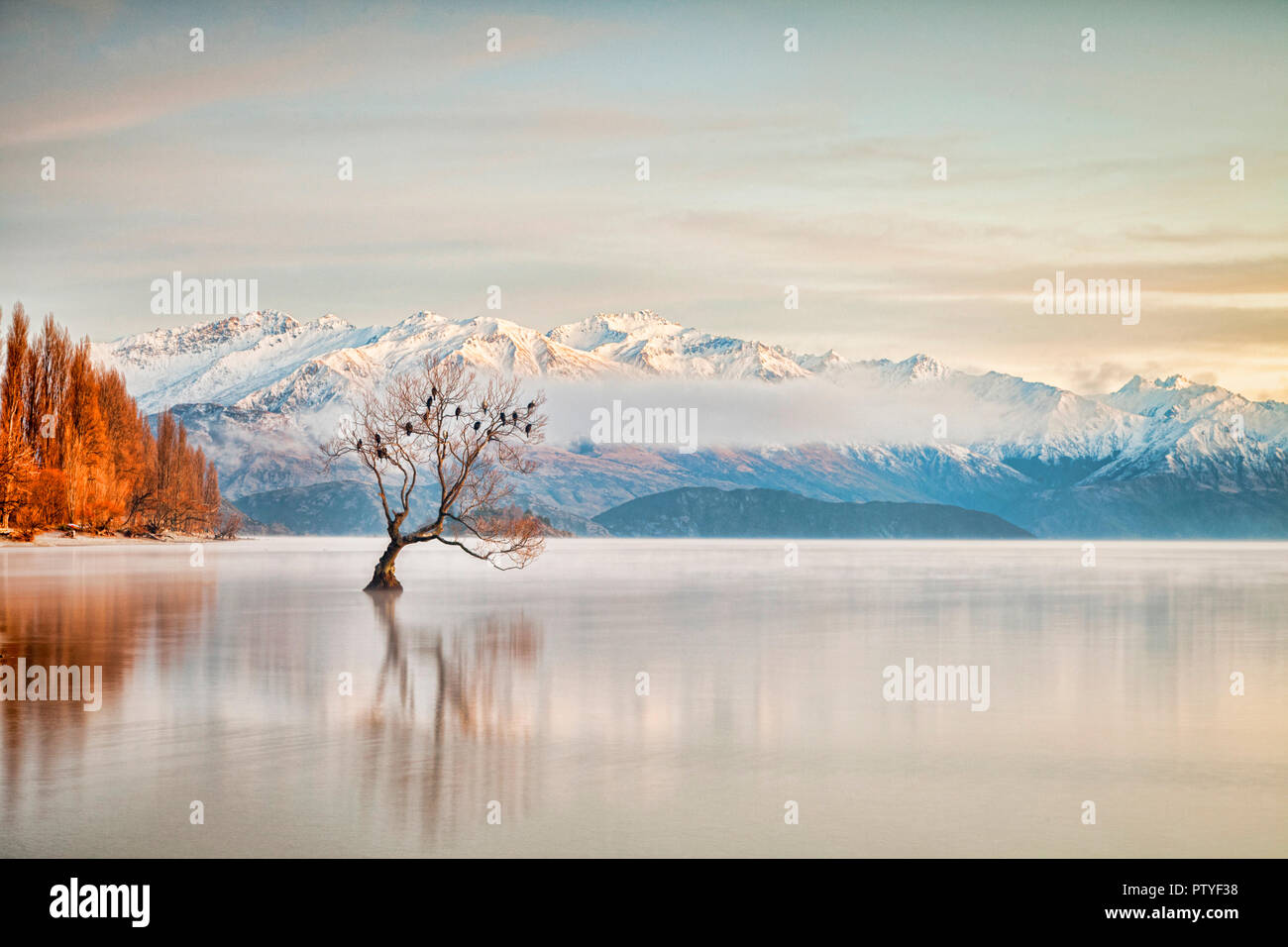 Inverno al Lago Wanaka, Otago, Nuova Zelanda, con gli uccelli sono ' appollaiati nella struttura ad albero singolo e la nebbia che salgono dal l'acqua. Foto Stock