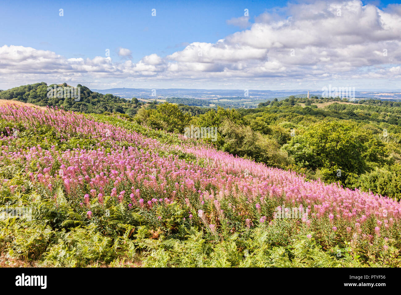 Rosebay Willowherb nella Malvern Hills, con la Eastnor obelisco in distanza, Herefordshire e Worcestershire, Inghilterra Foto Stock