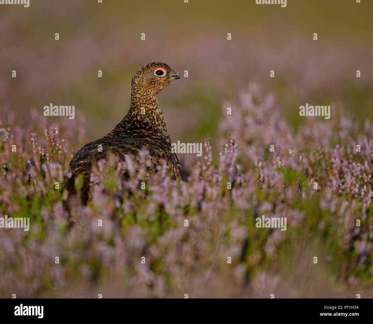 Red Grouse (Lagopus lagopus scotica) nella mattina presto luce sulla fioritura heather moorland. Femmina, gallina, il Galles del Nord, Regno Unito. Foto Stock