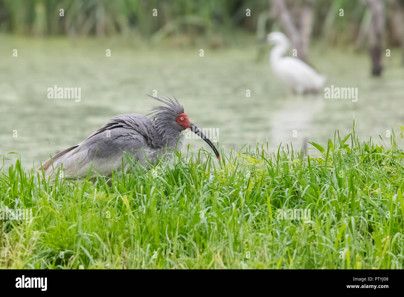 Crested Ibis Foto Stock