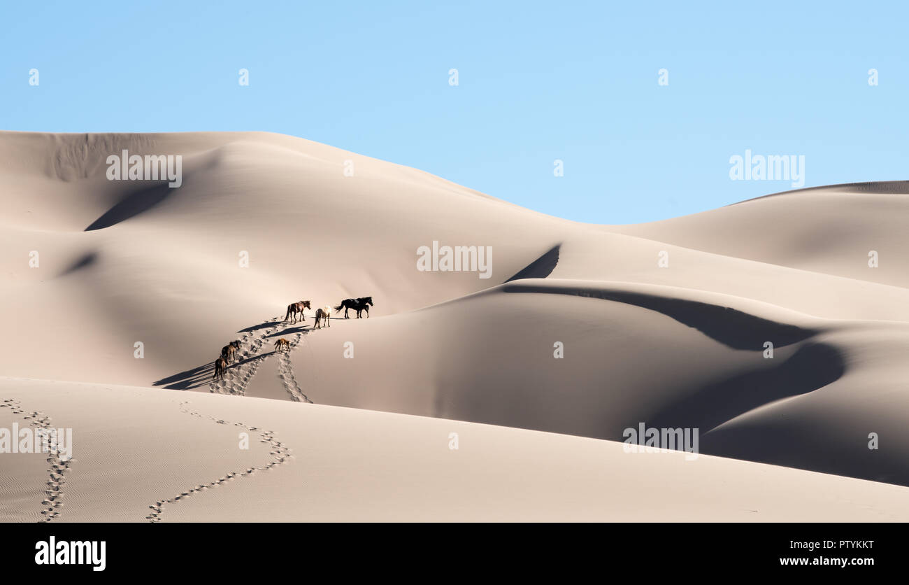 Deserto dei Gobi cavalli a piedi nelle dune di sabbia di Khongoryn Els. Cavalli attraversando le più grandi dune della Mongolia in Hongor Els dune di sabbia. Foto Stock