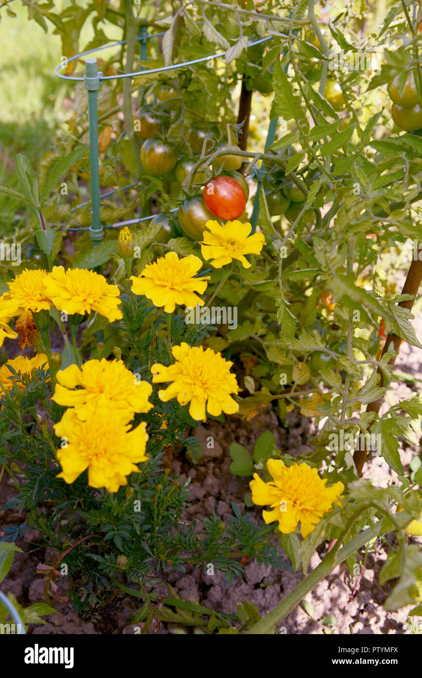 Giallo Le calendule francese crescere al fianco di pomodori di maturazione come compagno di piantagione di insetti Foto Stock