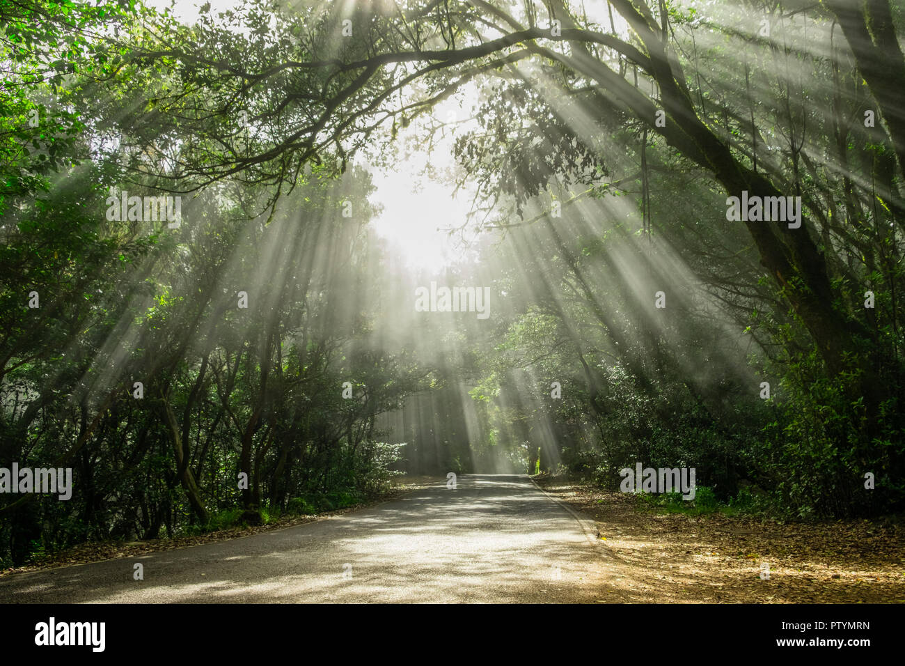 Sole che splende fasci attraverso gli alberi su strada nella foresta di nebbia - Foto Stock
