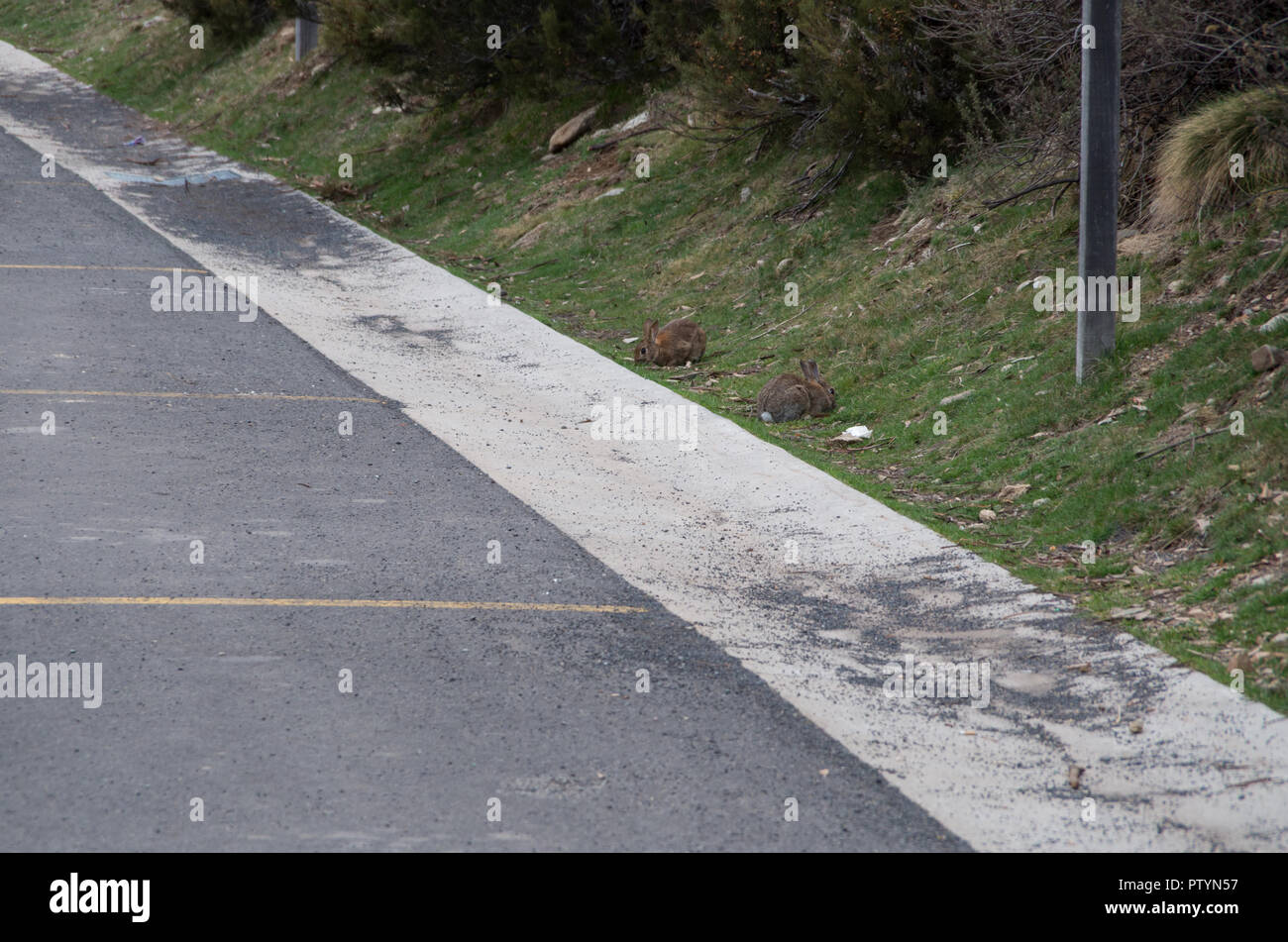 Due coniglietti mangiare dal lato della strada Foto Stock