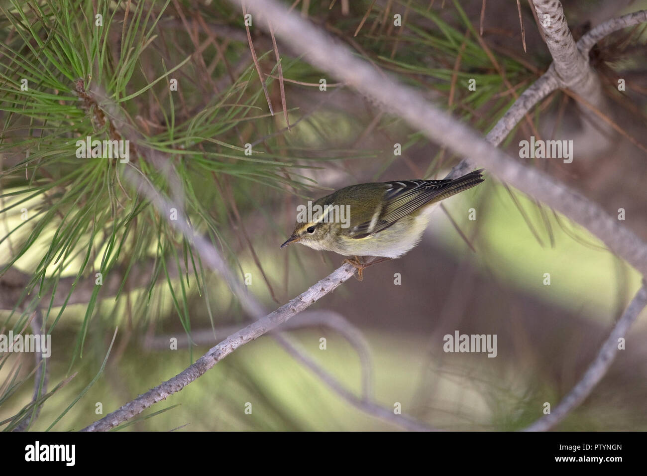 Giallo-browed trillo (Phylloscopus inornatus) Foto Stock