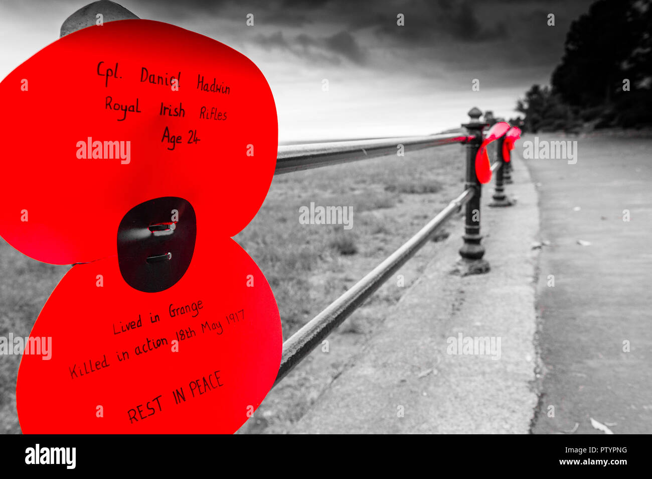 Grande in plastica rosso petali di papavero attaccato al metallo ringhiere lungo la promenade a Grange-over-Sands onore ai soldati della prima guerra mondiale. Foto Stock