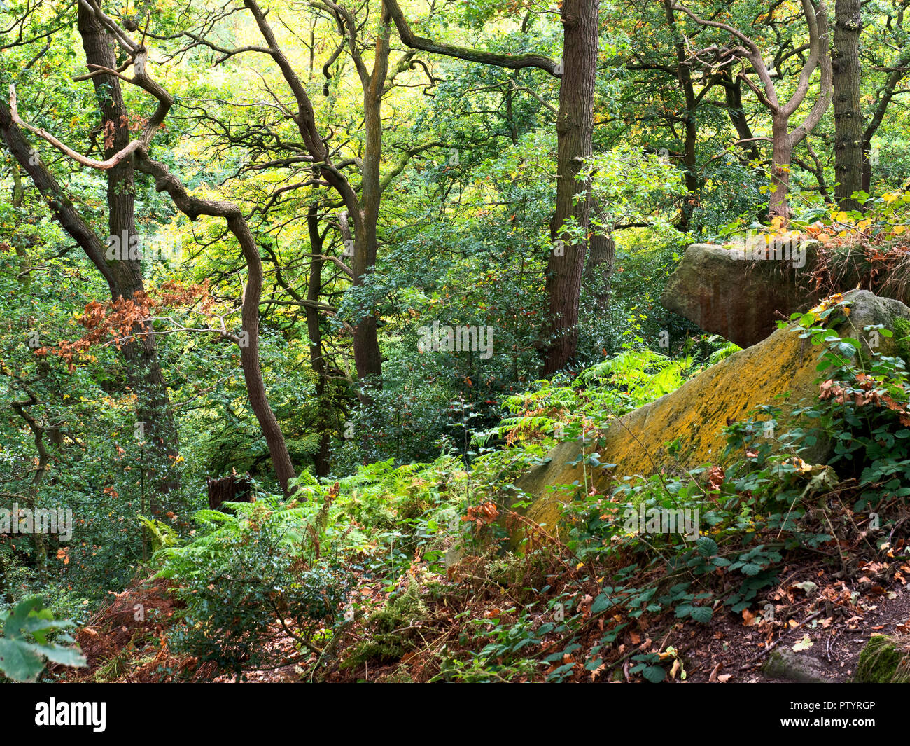 Inizio autunno alberi e licheni coperto di massi a inizio autunno a Shipley Glen vicino a Baildon West Yorkshire Inghilterra Foto Stock