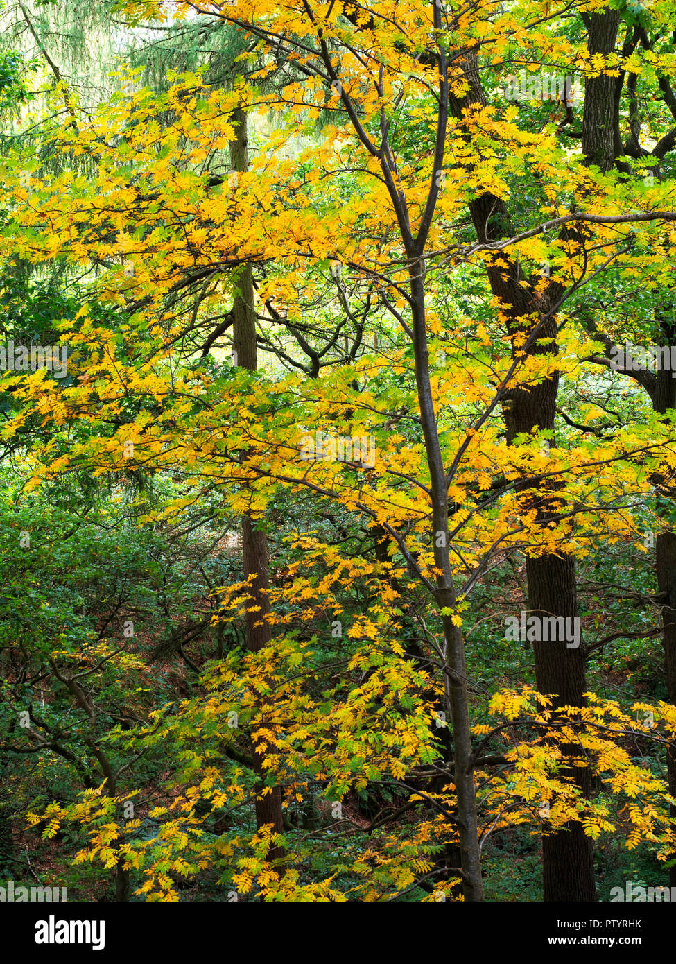 Il frassino in autunno a Shipley Glen vicino a Baildon West Yorkshire Inghilterra Foto Stock