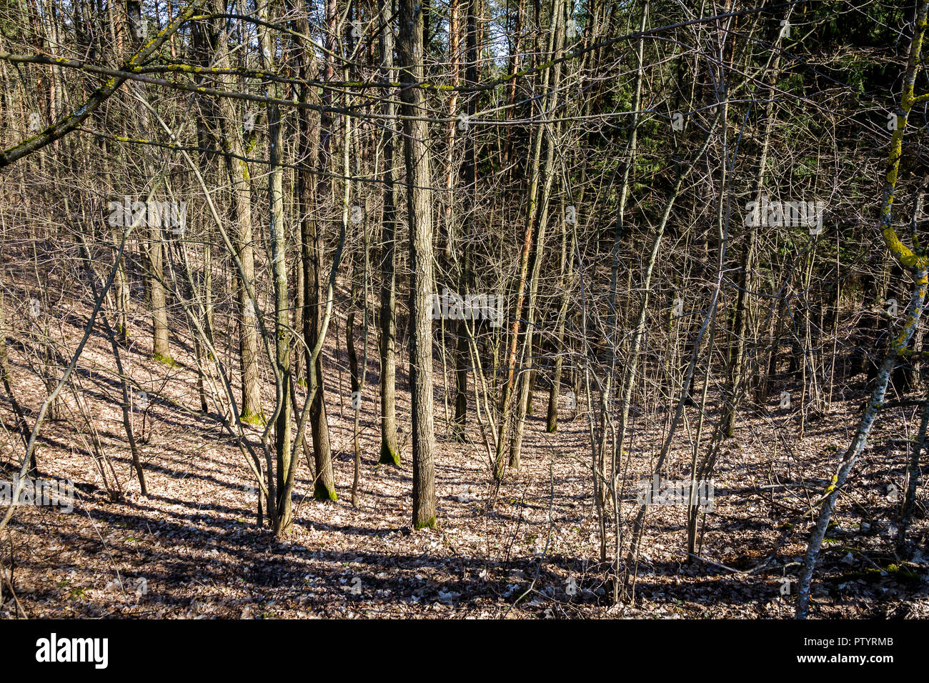 Foresta in primavera. La molla del paesaggio. No Foglie sugli alberi. Foto Stock