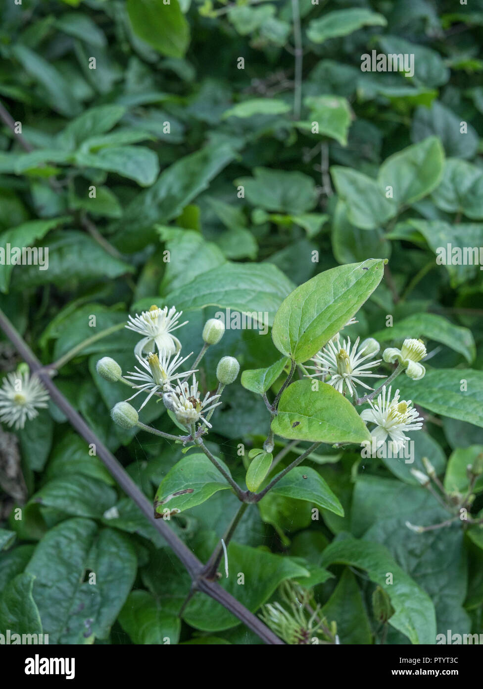 Il viaggiatore Gioia / Clematis vitalba - Wild Clematis - in fiore. Parti di C. vitalba utilizzata come pianta medicinale in rimedi a base di erbe. Foto Stock