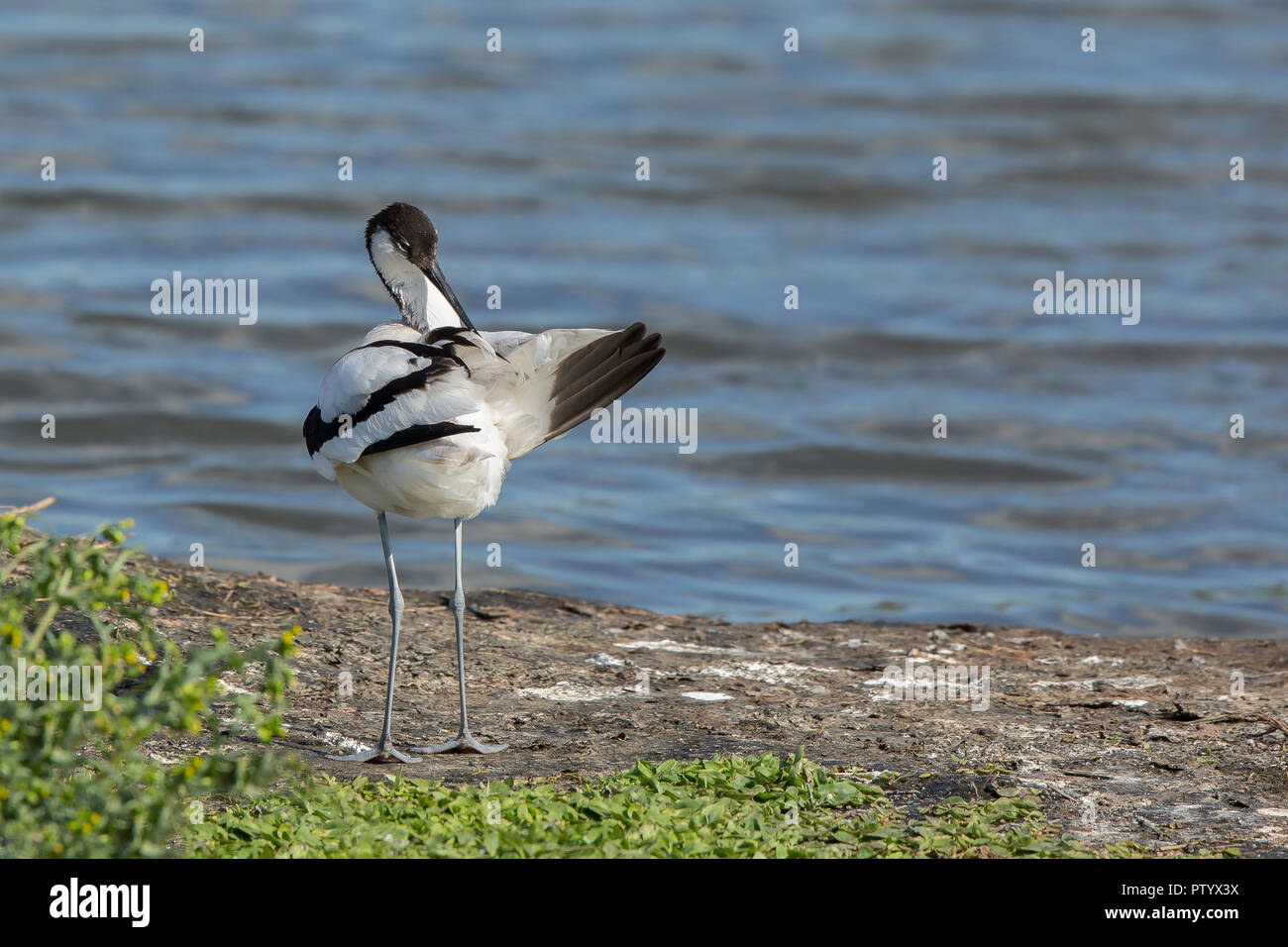 Vista posteriore dettagliata e ravvicinata dell'avoceto britannico (Recurvirostra avosetta) isolato al bordo dell'acqua della zona umida al sole guardando indietro preening. Foto Stock