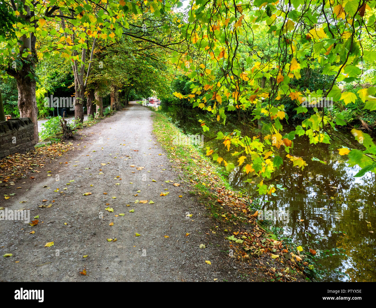 Autumn Tree sovrastante la strada alzaia dal Leeds e Liverpool Canal a Saltaire West Yorkshire Inghilterra Foto Stock