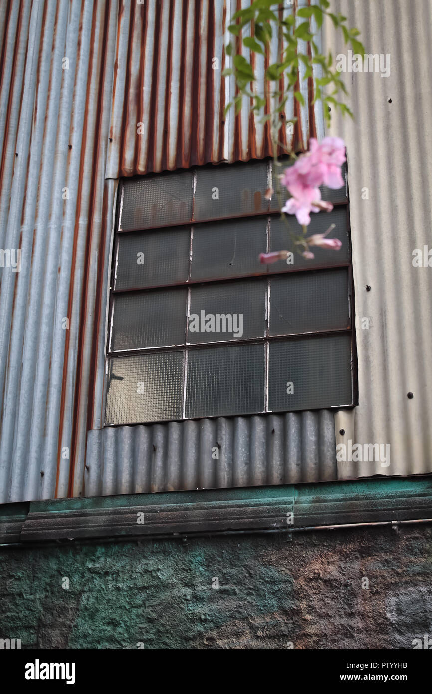 Finestra su una facciata in metallo con fiore Foto Stock