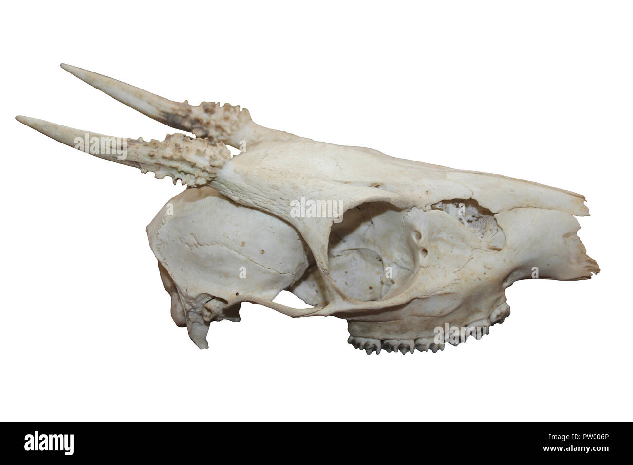 Red Brocket Cranio di cervo Mazama americana Foto Stock