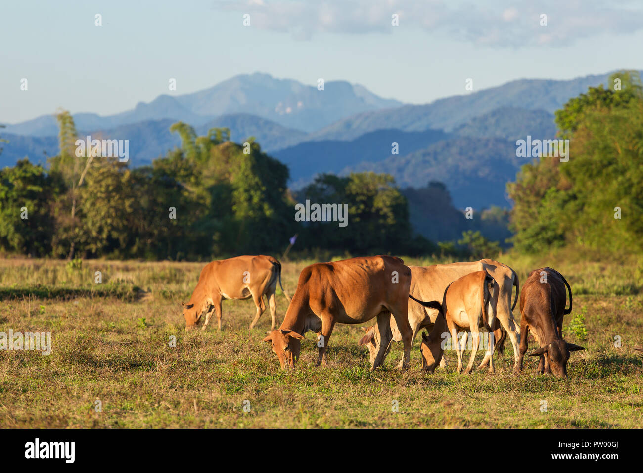 Le mucche al pascolo vicino a La Vang Vieng villaggio in Laos Foto Stock