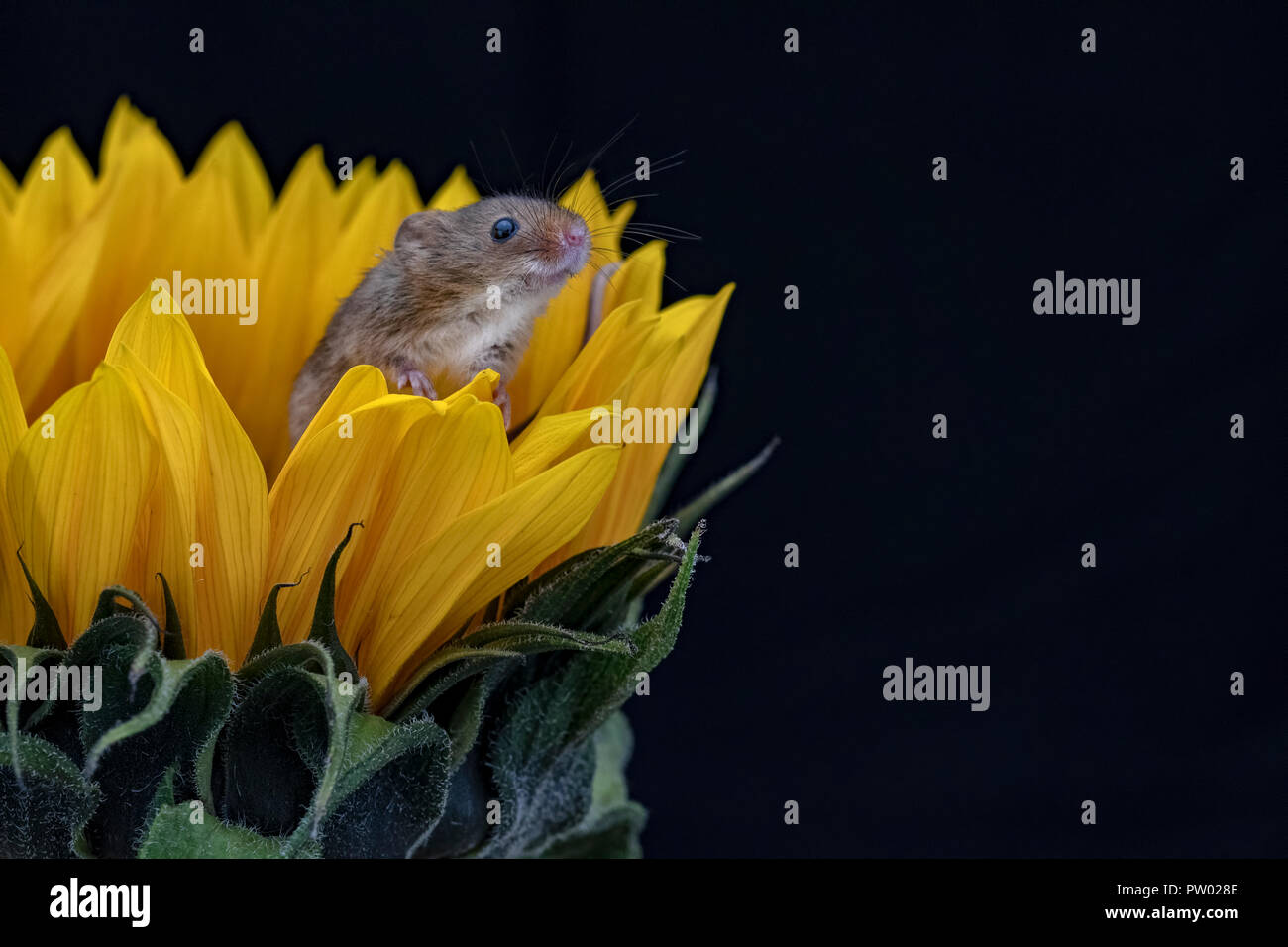 Un mouse di raccolto si arrampica all'interno di un girasole, sfondo nero Foto Stock